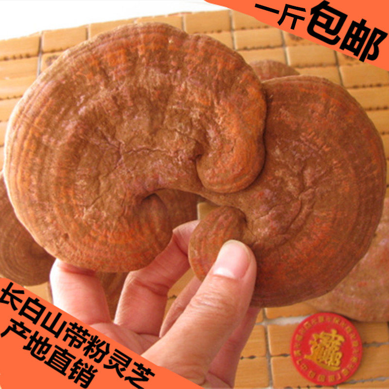 长白山灵芝带粉新鲜赤灵芝正品椴木紫芝半野生紫灵芝500克包邮