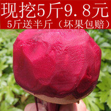 新鲜甜菜根紫菜头红甜菜 蔬菜红菜头农产品 现挖5斤2017年益顺康