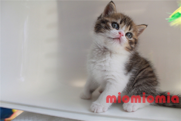 热销宠物猫 美国短毛猫起司猫美短加白高地梵