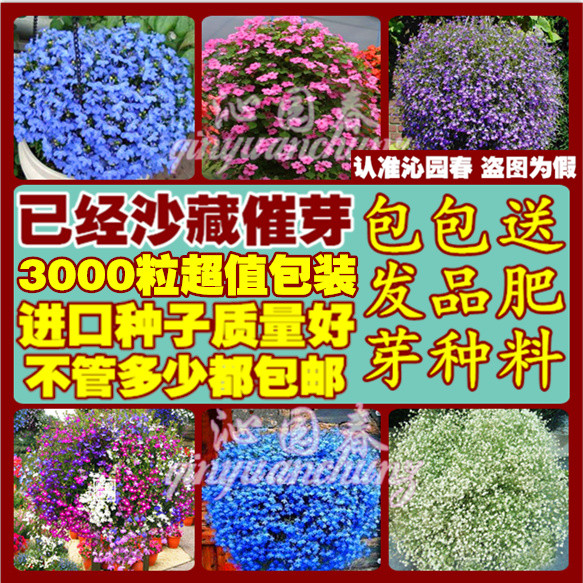 进口种子六倍利/半边莲【赛船系列】-多色入翠蝶花种子 100粒精装