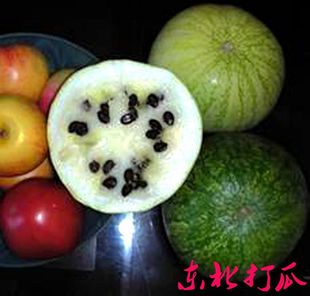 特产 东北特产打瓜 像似西瓜瓜果水果 长黑瓜子的瓜
