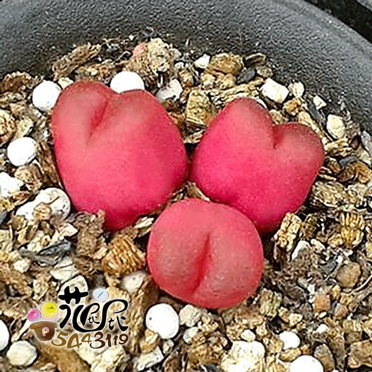 正品[新春促销广告语]迎新春促销广告语评测 手