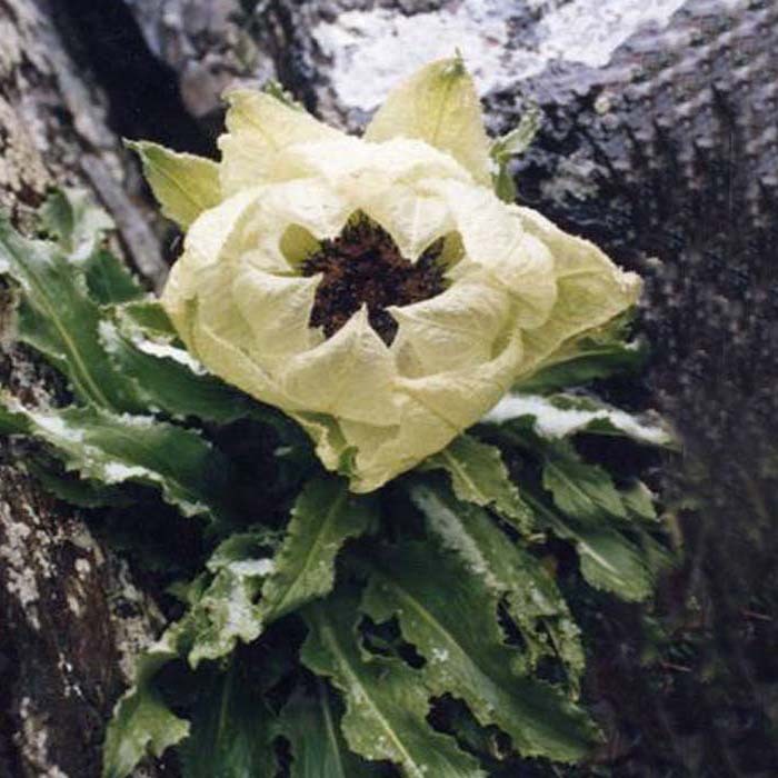 新疆天山雪莲包邮野生干雪莲中药材正宗正品雪莲花特级泡酒煲汤料