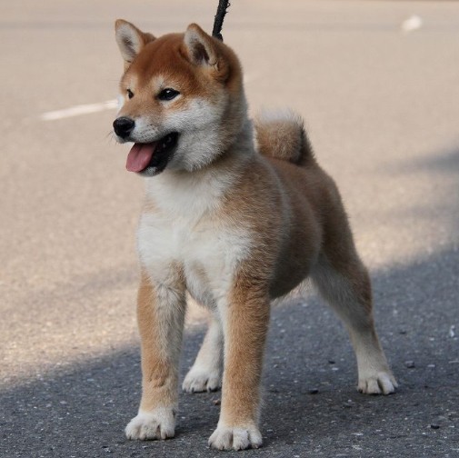 纯种日本柴犬狗狗棕色红色赤色短毛不掉毛好打理看家护院公母都有