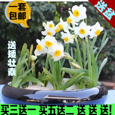 水仙花种球水培水养植物盆栽百合进口风信子花卉9FbcfFEE