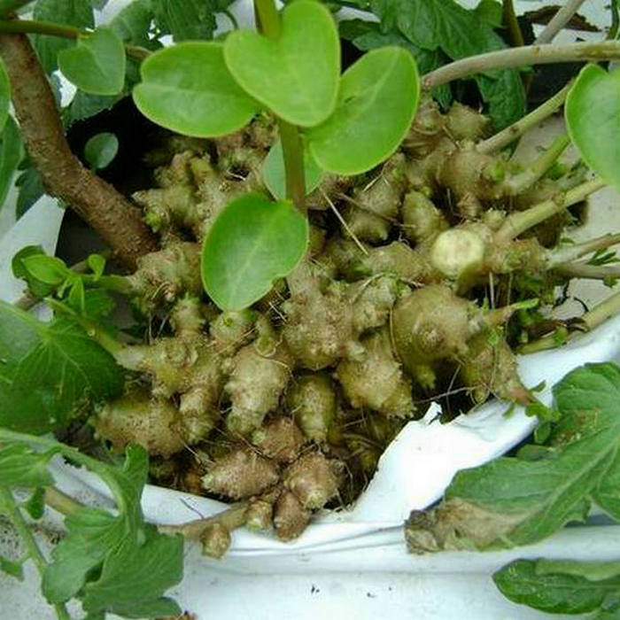 盆栽野生食用藤三七种球土田七种根川七种子云南白药叶子图片