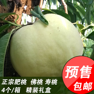 【特价】水蜜桃 佛桃肥桃肥城桃 时令生鲜新鲜水果生