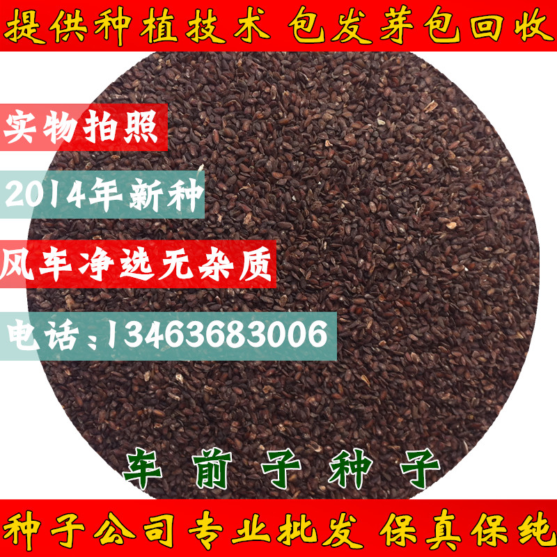 实体店批发中药材种子优质车前子车前草种子纯新非积压陈货4元
