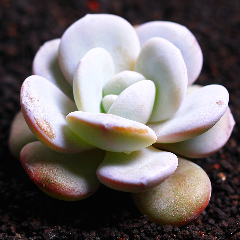 雪莲 实生 多肉植物 多肉 办公室植物室内盆栽花卉绿植点翠苑