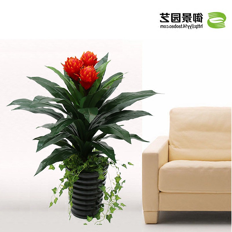 正品[鸿运当头盆栽]盆栽鸿运当头怎么养评测 鸿