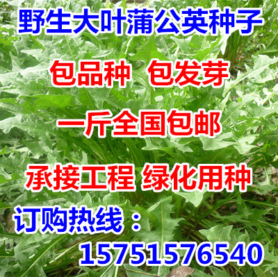 蒲公英种子 婆婆丁纯野生药用特菜 野菜种子保健菜中草药材种子