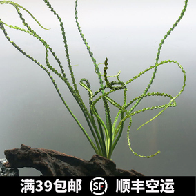 正品[龙鞭草]龙鞭草繁殖评测 揽龙鞭手花图片