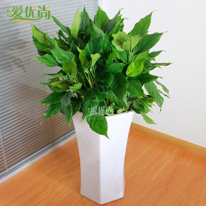 正品[绿植花卉]上海绿植花卉公司评测 办公室绿