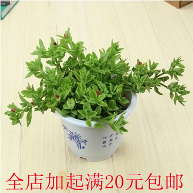 垂钓盆栽花卉 牡丹吊兰 穿心莲苗 美誉龙吐珠 净化空气植物