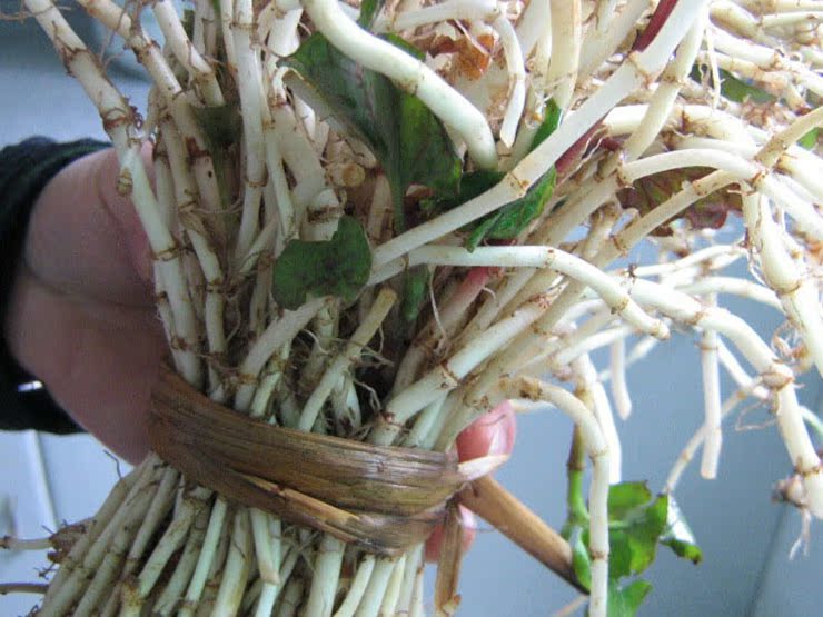 贵州瓮安现挖鱼腥草 新鲜侧耳根 野生折耳根 鱼腥草凉拌 鱼腥草茶