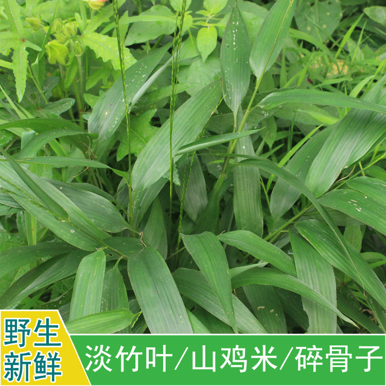 新鲜淡竹叶 竹叶 碎骨子 山鸡米 金鸡米 迷身草 野生中药材包邮