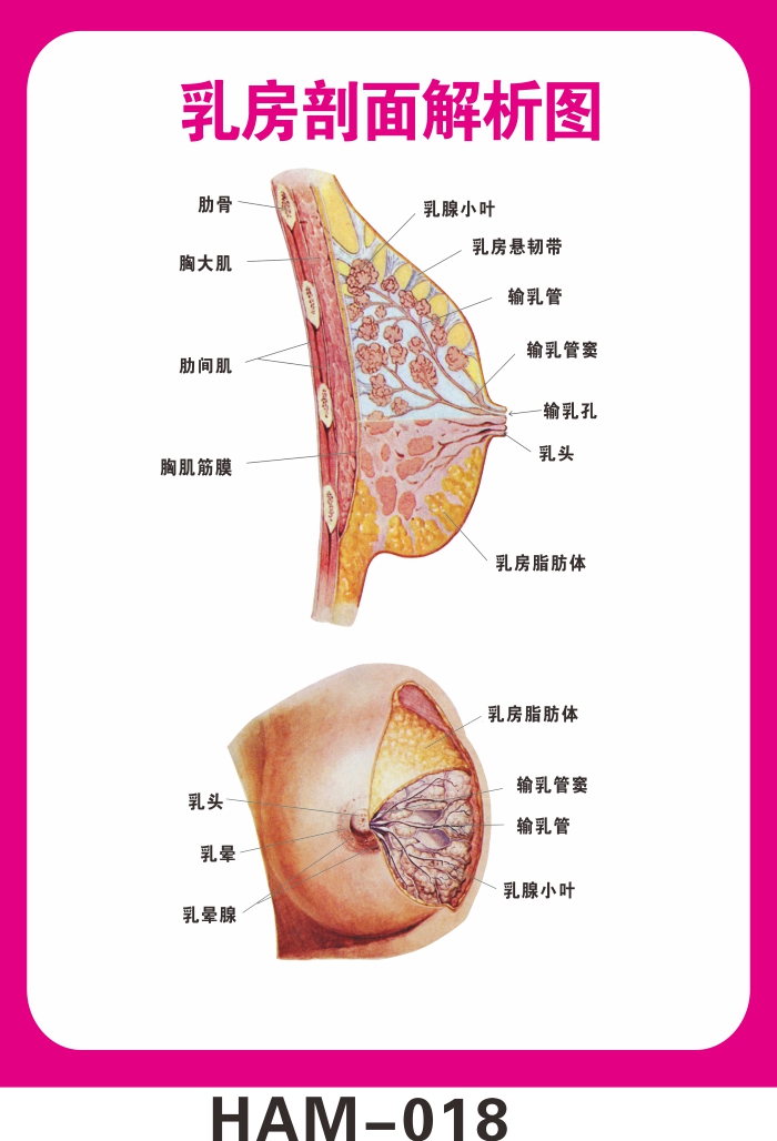 女性乳房胸部结构示意图医学宣传挂图人体器官医院布置海报墙贴