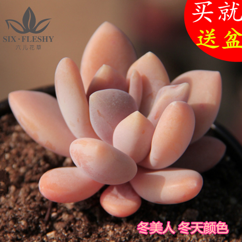 多肉植物组合盆栽办公室防辐射迷你肉肉丁香冬美人范女王送盆送土