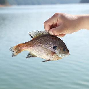 千岛湖野生鱼太阳鲈鱼天然太阳鱼刺少肉嬾新鲜有机鱼鲜活水产直供