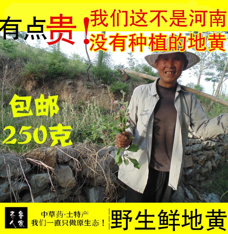 野生新鲜生地黄 山区农家现挖新鲜地黄根 菊花心生地 中药材250克