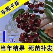 矮化脱毒大樱桃树苗 红灯美早樱桃苗盆栽果树苗 正宗美国车厘子苗