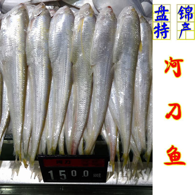 盘锦河刀鱼 盘锦特产辽河野生河刀鱼 长江刀鱼的同类品种顺丰包邮
