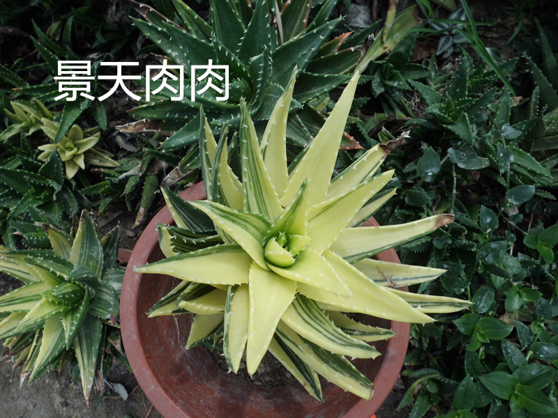 不夜城芦荟小苗 锦不错百合科 阿卡多肉植物状态好