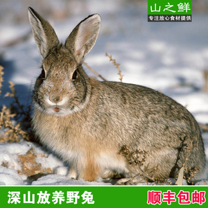 兔子活体肉兔子大型肉兔子新西兰肉兔比利时野