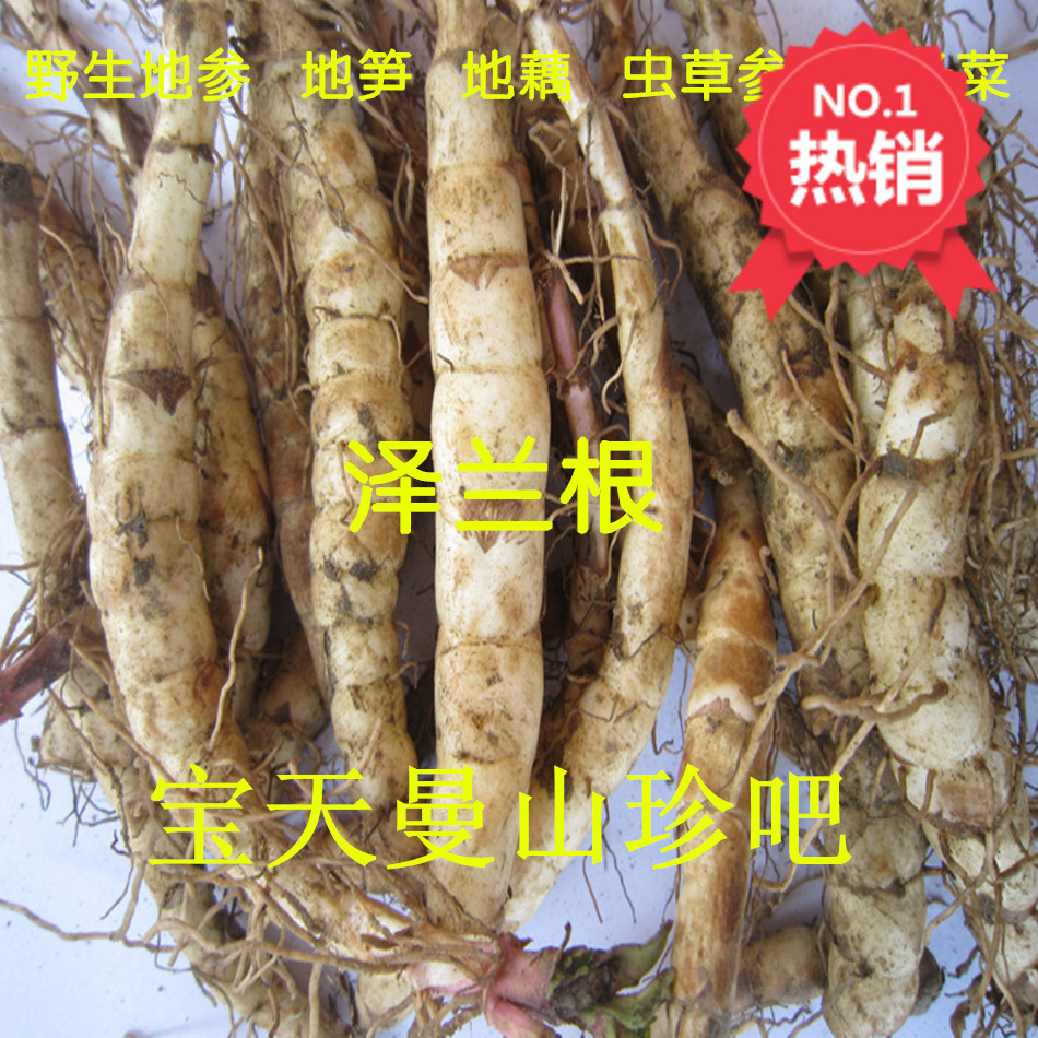 新货野生新鲜泽兰根 地参 地笋地藕 虫草参银条菜冬虫草白虫草