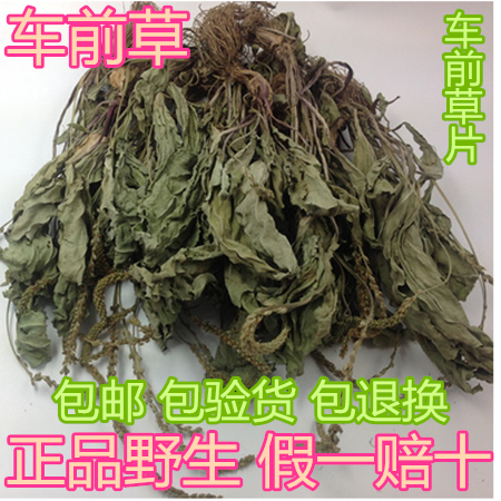 中药材车前草 车前草干 车前草全草 野生车前草茶 500克包邮