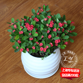 云斑大元帅茶花苗 高档盆栽花卉较耐寒适合北