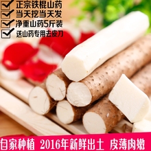 山东菏泽特产正宗陈集铁棍山药新鲜农家铁杆怀淮山药5斤家庭装