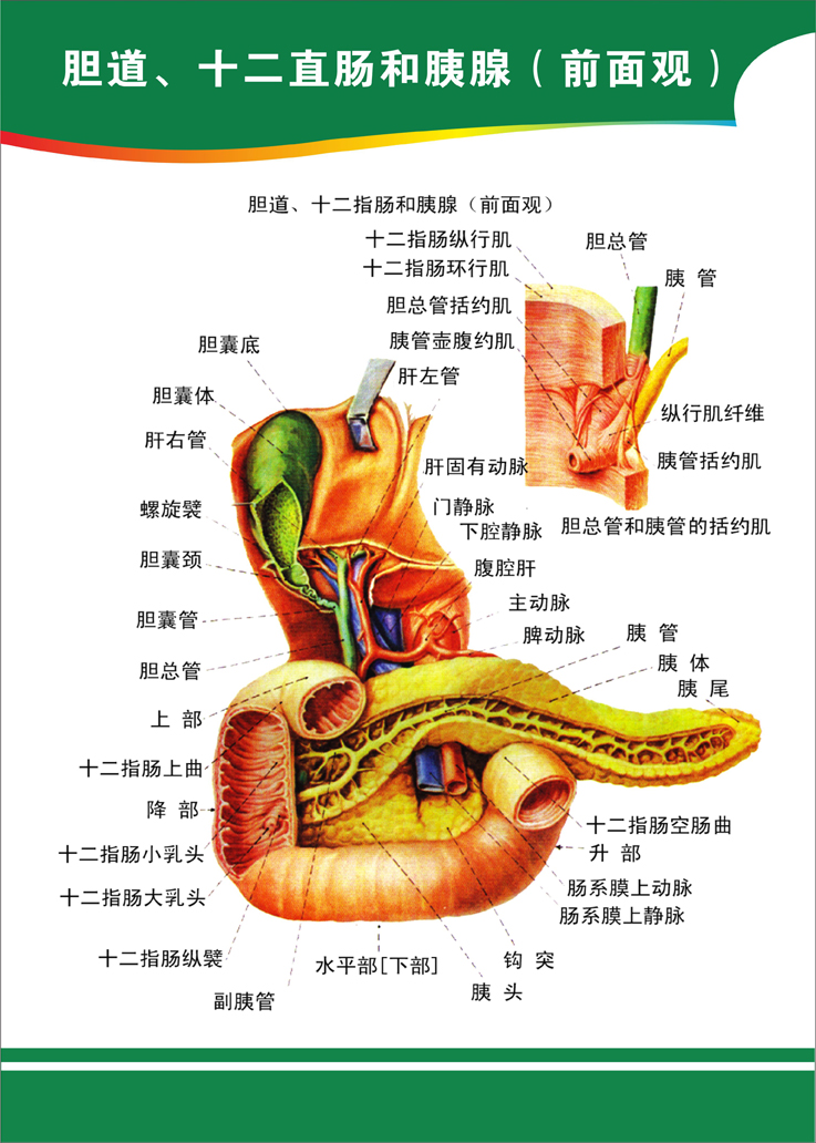 人体系统概观挂图 胆道 十二指肠和胰腺解剖图定做 医院布置海报