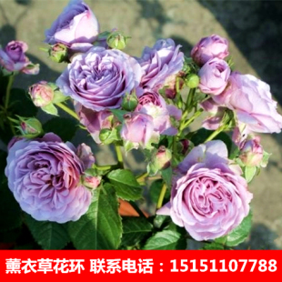 薰衣草花环藤本月季欧洲月季扦插小苗庭院爬藤月季花苗攀爬月季苗