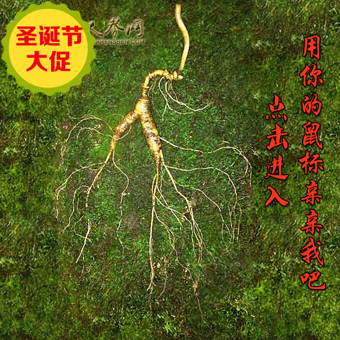 新鲜带土长白山人参 东北特级老野山参 野生人参礼盒 林下参包退