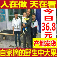 特产黑枸杞 包邮 青海咆竞橐吧黑枸杞大果正宗精装 黑枸杞
