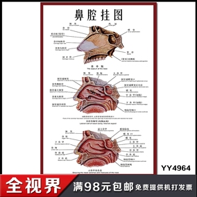 鼻腔口腔咽喉正中矢状图海报 耳鼻喉侧面结构解剖图挂图 医院展板