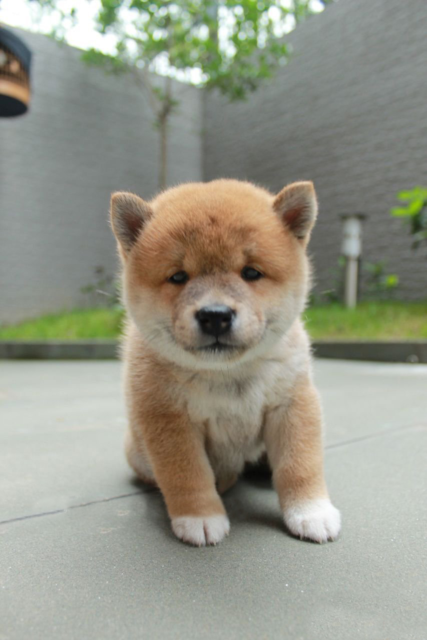 日系柴犬活体纯种幼犬宠物狗狗精品赤色豆柴赤柴宠物犬公母都有