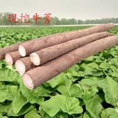 2017年农产品 现挖生鲜蔬菜牛蒡茶原料 徐州新鲜牛蒡根5斤装