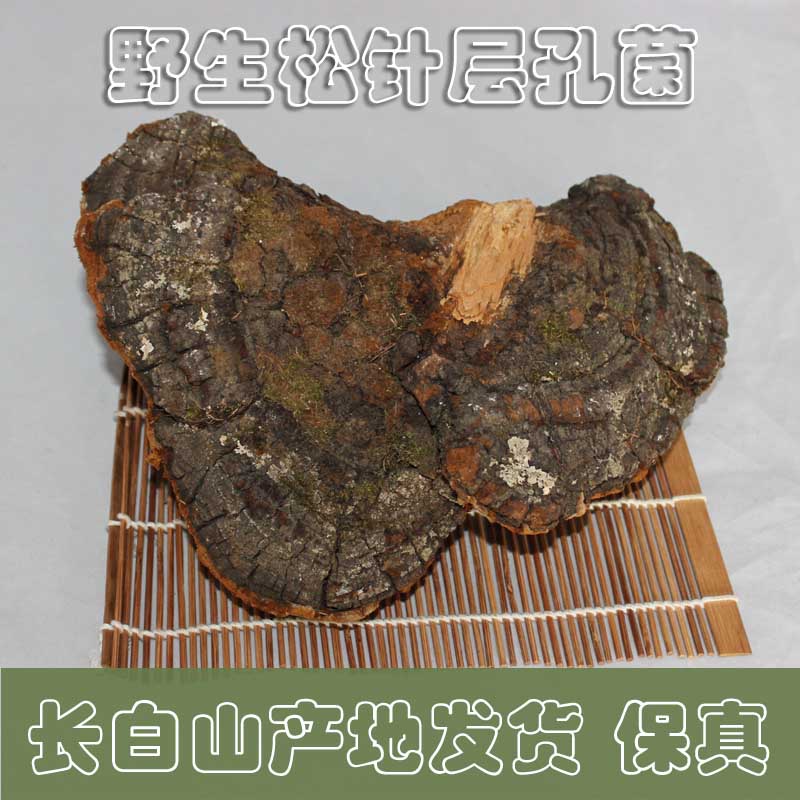 松针层孔菌 野生 松木层松针灵芝新货 松树桑黄 长白山野生松真