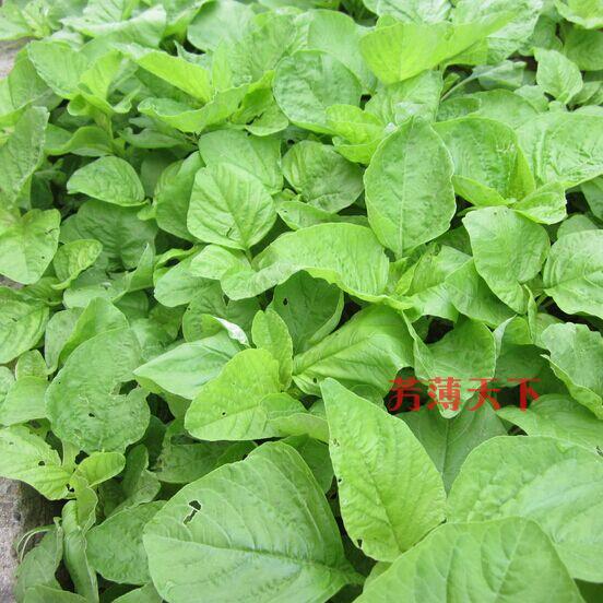 青苋菜种子 长寿菜 营养价值高 补血佳蔬 春夏秋四季播蔬菜籽