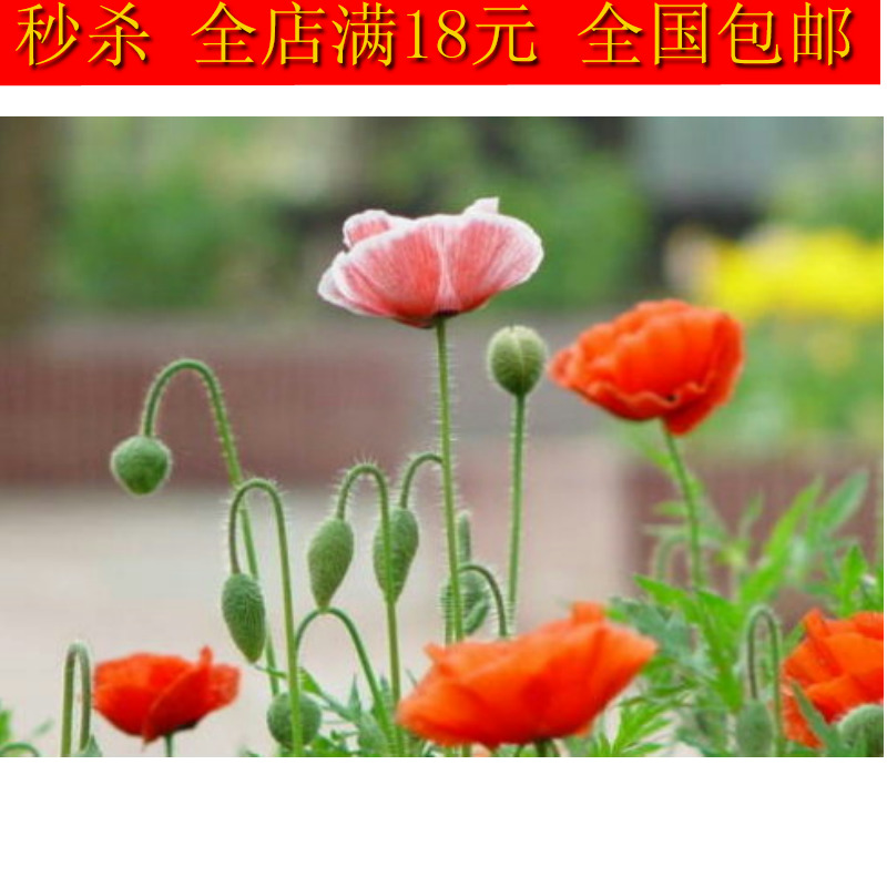 花卉种子 观赏罂粟花种子 虞美人种子 盆栽 花草种子 易种