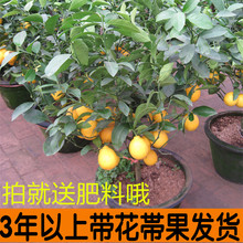 盆栽带果 柠檬苗 柠檬苗四季结果 盆栽 柠檬树苗 包邮 柠檬树