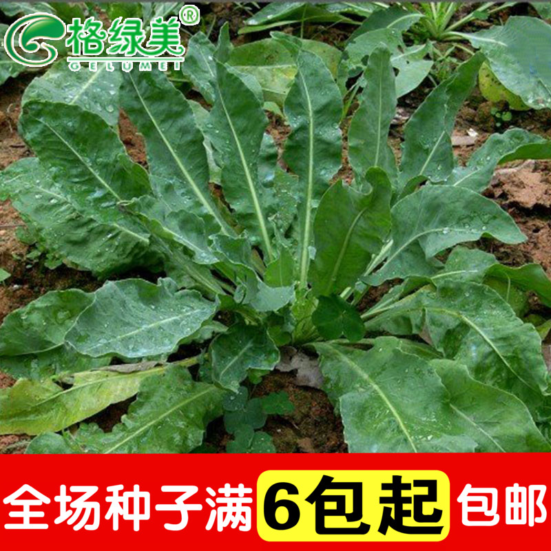 格绿美方震北板蓝根 保健菜 蔬菜种子 中药种子 阳台盆栽