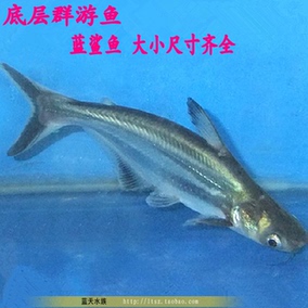 正品[观赏鱼虎头鲨]观赏鱼虎头鲨怎么养评测 观