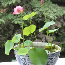碗莲种子简单易种植 水生花卉睡莲荷花迷你睡水培植物 水培植物