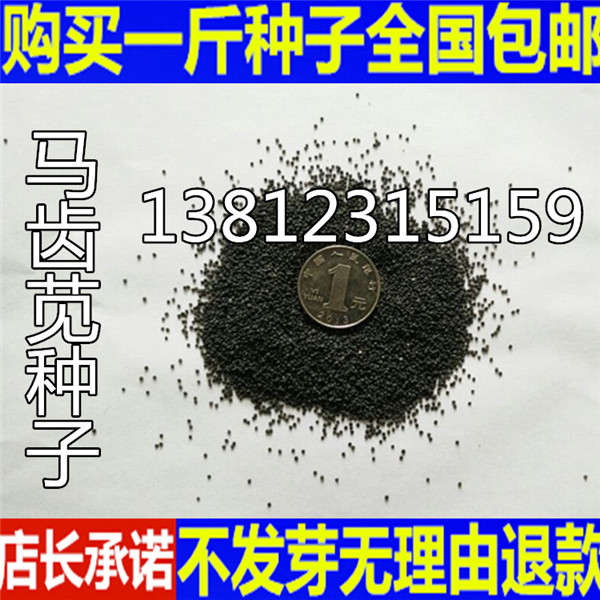 马齿苋种子 五行草 长命菜 五方草 瓜子菜 麻绳菜 马齿菜 蚂蚱菜