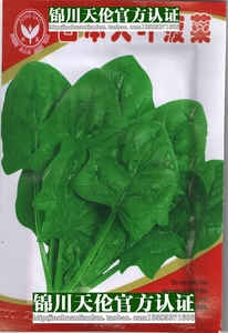 【日本大叶菠菜图片】日本大叶菠菜图片大全