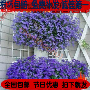 彩包花卉种子 香草种子 翠蝶花种子 山梗菜 半边莲约100粒