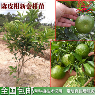 庭院植物/行道树木/果树 > 包邮正品新会柑陈皮柑果树苗陈皮用柑南方